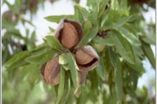 ESTIMACIÓN SUBJETIVA DE LA COSECHA 2025 DE ALMENDRA CALIFORNIA: 2.800 MILLONES DE LIBRAS.