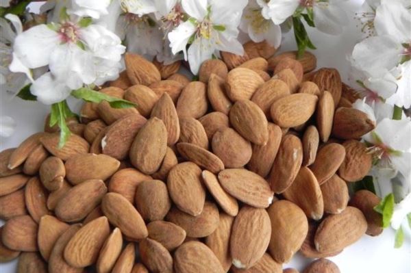 El sector de frutos secos sitúa la previsión de cosecha de almendra cerca de las 128.000 tn.