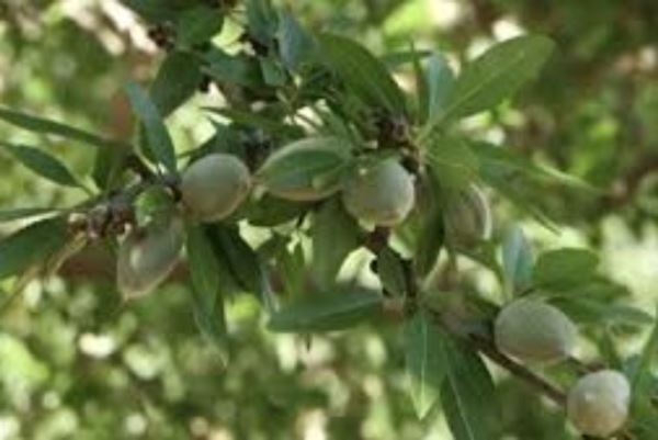 LA ESTIMACIÓN OBJETIVA DE LA COSECHA DE ALMENDRAS CALIFORNIA PARA 2025 AUMENTARÁ UN 10%.