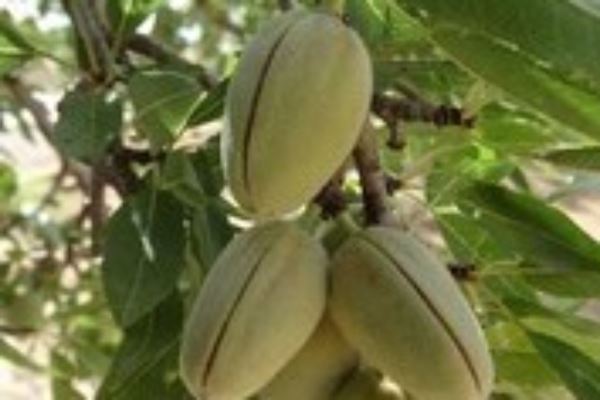 LA PRODUCCIÓN DE ALMENDRA CRECERÁ UN 23% EN LA CAMPAÑA 2017/2018, SEGÚN LA MESA NACIONAL DE FRUTOS SECOS.