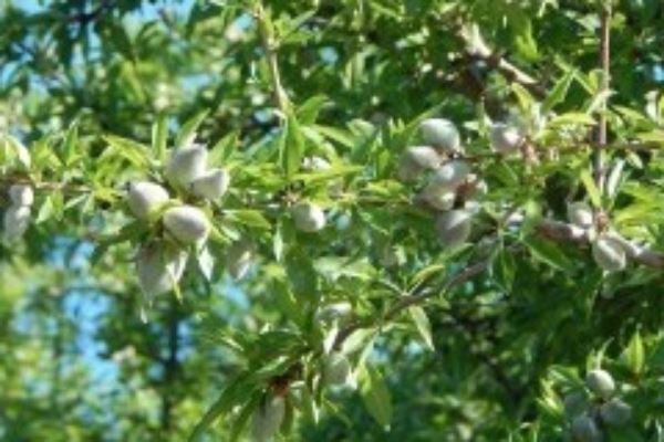 THE CALIFORNIA ALMOND 2016 OBJECTIVE ESTIMATION REPORT