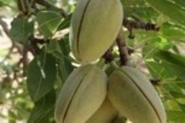 2020 SPANISH ALMOND FORECAST