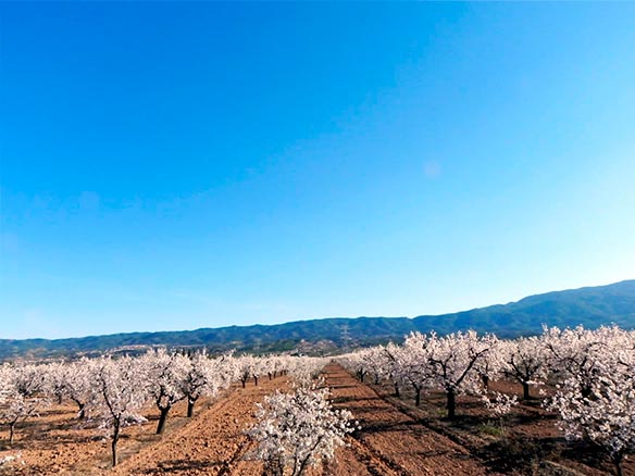 Presentación - Asociación Nacional de Descascaradores de Almendra